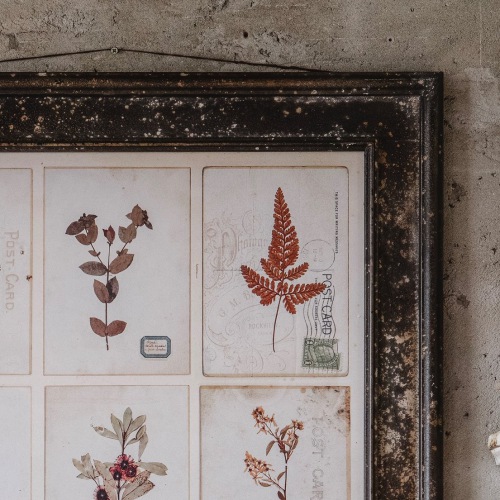  BOTANICUS BORGHESE
