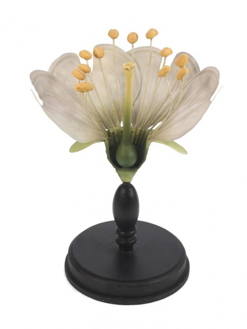  Flora Botanica No5